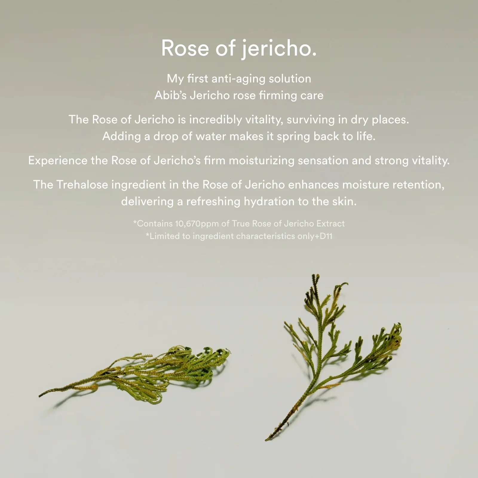 Jericho Rose Collagen Pad Firming Touch [60 pads] - Image 4