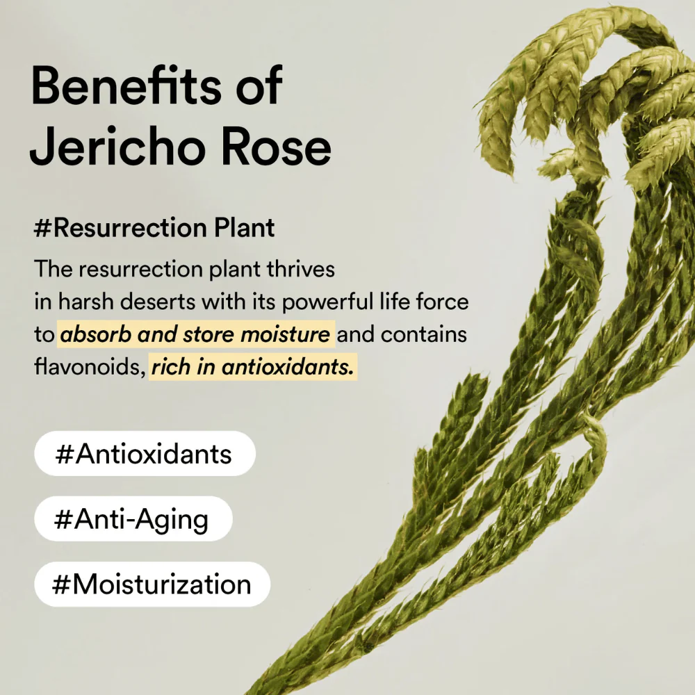 Collagen Eye Cream Jericho Rose Tube [30ml] - Image 6